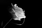 Garden Rose, Study 1 Garden Rose, Study 1