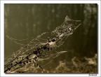 Anche i ragni costruiscono alberi di Natale...