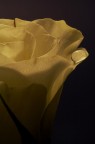 Il pianto di una rosa Il pianto di una rosa