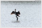 Cormorano (Phalacrocorax Carbo) Cormorano (Phalacrocorax Carbo)