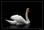 Semplicemente cigno Semplicemente cigno