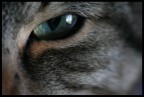 Green eye Green eye