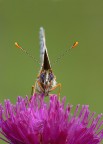 Nymphalidae Nymphalidae