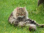 mi è sembrato di vedere un gatto..... mi è sembrato di vedere un gatto.....