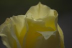 Rosa....gialla.... Rosa....gialla....