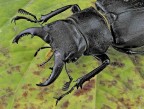 Il Gervo Volante Il Gervo Volante