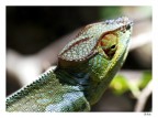 karma Chameleon karma Chameleon