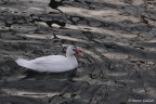 Che Acqua!