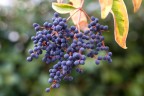 Non si tratta di un grappolo d'uva Non si tratta di un grappolo d'uva