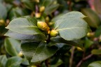 Bocciolo di camelia Bocciolo di camelia