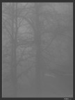 Nebbia Nebbia