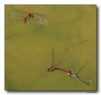 Dragon 61 - doppia coppia in volo