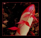 Cappuccetto Rosso Cappuccetto Rosso