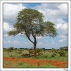 Caldo Africano
