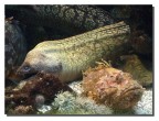 Creature marine Creature marine