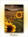 Sunflowers Sunflowers