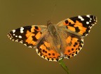 Vanessa cardui Vanessa cardui