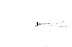 cormorano