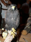 Falco Falco