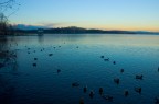 blu serenity