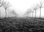 il viale nella nebbia il viale nella nebbia