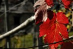 Close up vite d'autunno Close up vite d'autunno