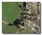 Spider 11 Spider 11
