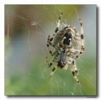 Spider 12 Spider 12