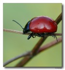 Coccinella Coccinella