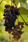 "Rossera" Close up "Rossera" Close up