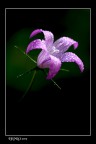 Campanulaceae Campanulaceae