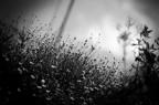 the flower dream the flower dream