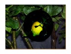 Limone 2