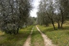 strada di campo (Fi)