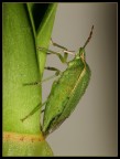 Cimice Cimice