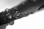 gocce_in_bw gocce_in_bw