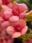 macro+flou macro+flou