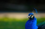 Ultimo dell'anno al Bioparco Ultimo dell'anno al Bioparco