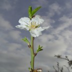 germogli di primavera germogli di primavera