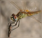 Libellula Libellula