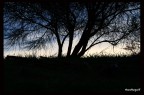 Silhouette frastagliata Silhouette frastagliata