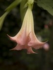 macro+flou2 macro+flou2