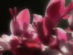 macro+flou3 macro+flou3