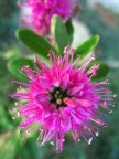 Fiore@#2 Fiore@#2