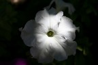 Flower Flower
