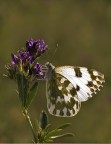 Pieris edusa