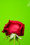 "Green"Rose "Green"Rose
