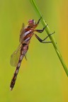 Libellula Libellula