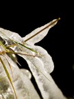 macro4 macro4