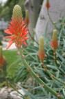 fiore africano fiore africano